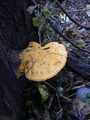 Aurantiporus croceus