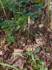 Spiranthes ovalis erostellata