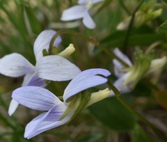 Viola