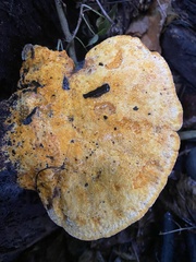 Aurantiporus croceus