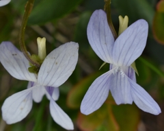 Viola