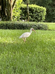 Eudocimus albus