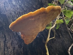 Aurantiporus croceus