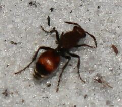 Dasymutilla bioculata