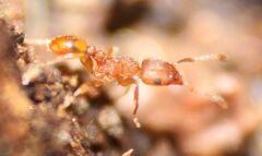 Tetramorium simillimum