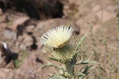 Cirsium turkestanicum