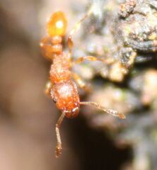 Tetramorium simillimum