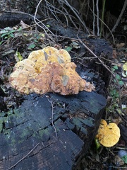 Aurantiporus croceus