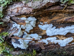 Ceratiomyxa