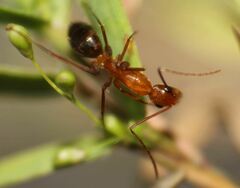 Camponotus inaequalis