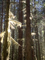 Pseudisothecium stoloniferum