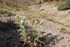 Cirsium turkestanicum