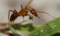 Camponotus inaequalis