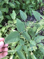 Desmodium