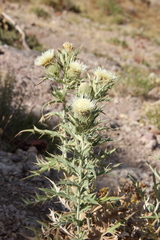 Cirsium turkestanicum