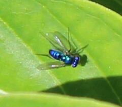 Condylostylus mundus