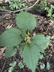 Solidago flexicaulis