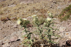 Cirsium turkestanicum