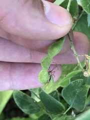Desmodium