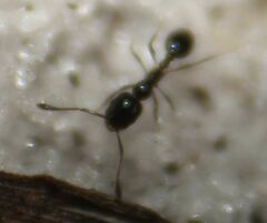 Monomorium viridum