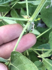 Desmodium
