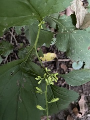 Solidago flexicaulis
