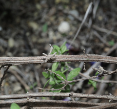 Salvia thymoides