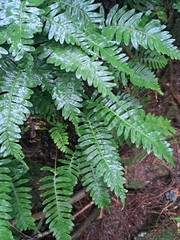 Polypodium virginianum