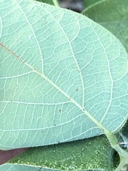 Desmodium
