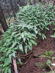 Polypodium virginianum
