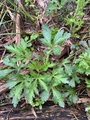 Trachymene composita