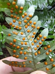Polypodium virginianum