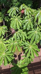 Cecropia obtusifolia