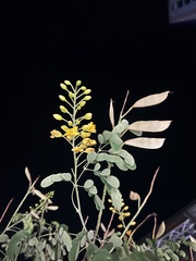 Erythrostemon mexicanus