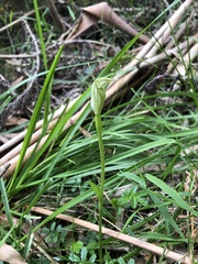 Pterostylis alpina