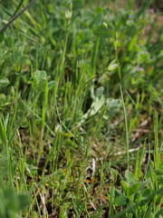 Moenchia erecta erecta