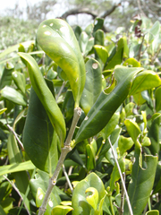 Cyclophyllum coprosmoides