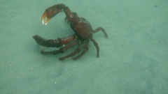 Taliepus nuttallii