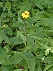 Helianthus decapetalus