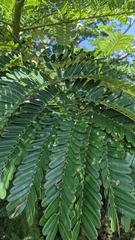 Albizia lebbeck