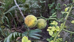 Citrus trifoliata