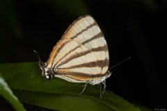 Arawacus separata