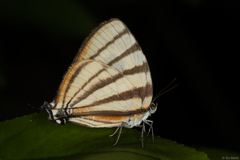 Arawacus separata