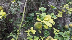Citrus trifoliata