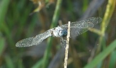 Erythrodiplax minuscula