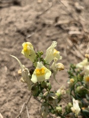 Linaria vulgaris