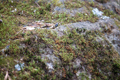 Hedwigia ciliata