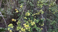 Citrus trifoliata