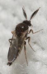 Forcipomyia