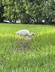 Eudocimus albus